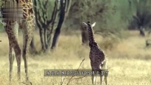 长颈鹿视频,揭秘它们的生活与习性
