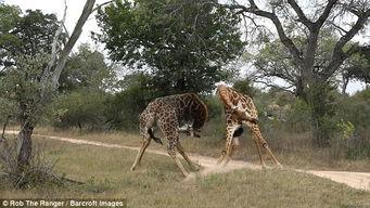 长颈鹿视频,揭秘它们的生活与习性
